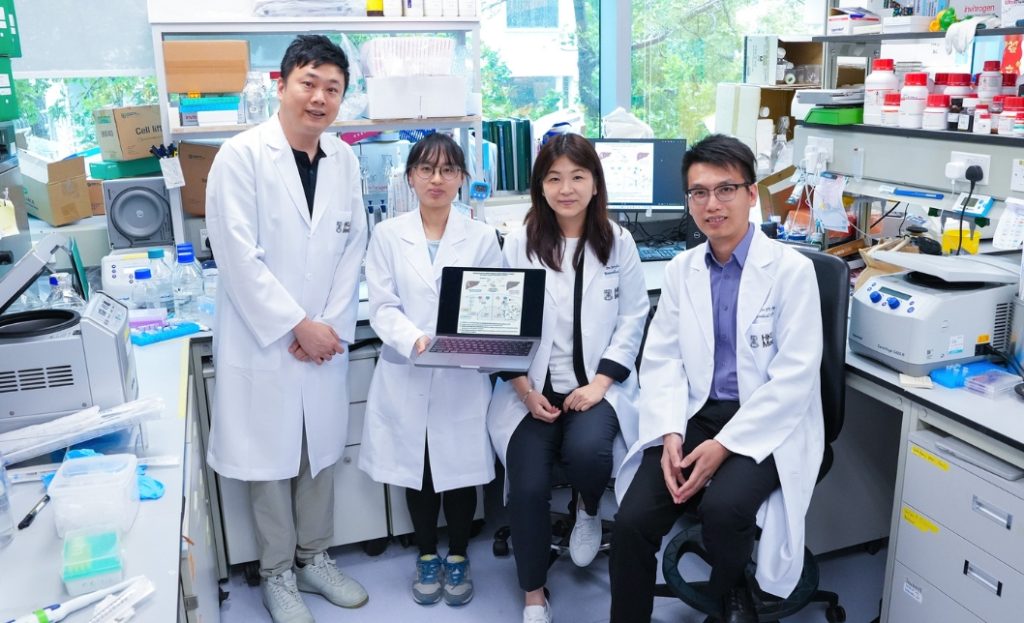 HKUMed Identifies Key Protein in Liver Cancer Resistance and Develops Inhibitor to Enhance Therapy and Prevent Cancer Recurrence